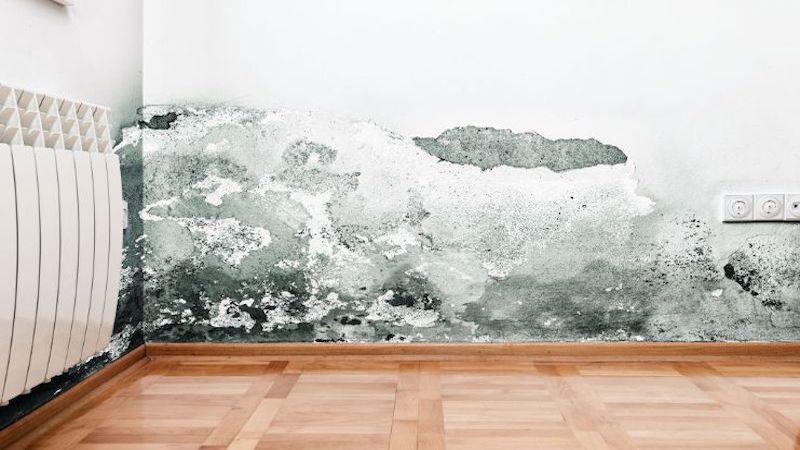 Mold Removal in Somerville, OH (9402)