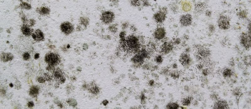 Mold Cleanup in Wetherington, OH (4450)